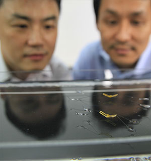 Ho-Young Kim, Ph.D., and Kyu Jin Cho, Ph.D., observe semi-aquatic jumping robotic insects