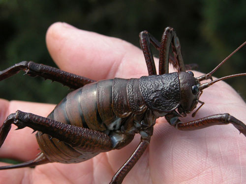 The giant weta: one of the largest insect