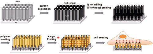 A schematic illustration of the construction of carbon nanosyringe arrays and their use in cellular delivery of cargo