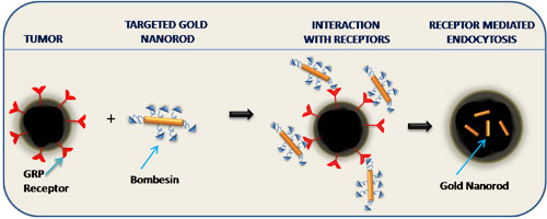 Schematic of how the gastrin releasing protein receptor specific gold nanorods work