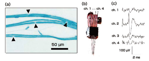 Measurement of action potentials in a single peripheral nerve fiber