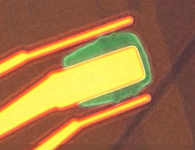 Optical microscopy image of the top-gated graphene transistor
