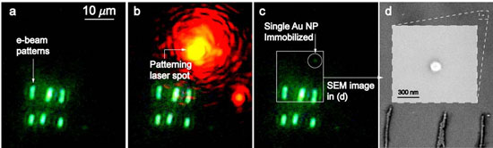 Immobilization of a single 90 nm diameter gold nanoparticle with the NanoPen