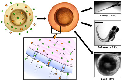 Immobilization of a single 90 nm diameter gold nanoparticle with the NanoPen