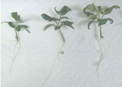 Phenotypes of 25-day-old tomato seedlings growing on medium without (left) and with CNTs (right)