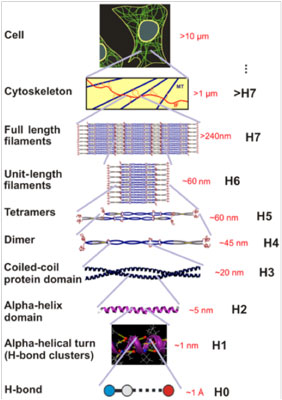 Hierarchical structure of intermediate filaments, from the H-bond level (Angstrom scale) to the cell level (micrometer scale)