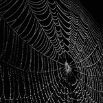 spider_web"