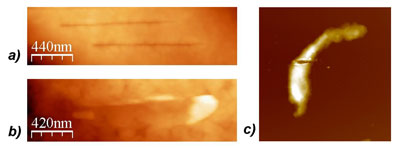 Fine nanosurgical incisions on the surface of a fixed megakaryocyte cell, performed using a nanoscalpel probe and imaged with AFM