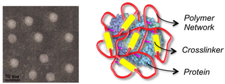  nanocapsule consisting of an encased protein and a skin layer of crosslinked polymer network
