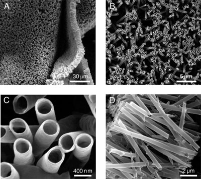 SEM images of protein nanotubes