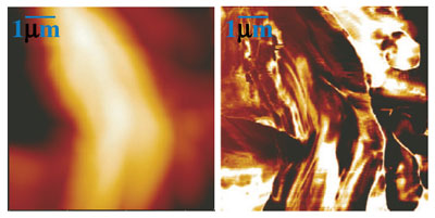 MSAFM image of a poplar cell wall in the configuration of three excitation states