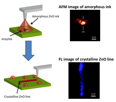 Schematic of biomimetic crystallization nanolithography