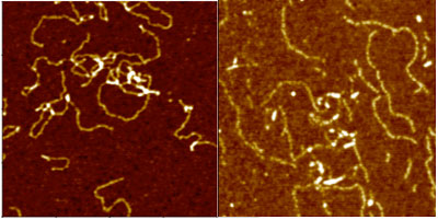 AFM topography images of single strand G4 DNA molecules