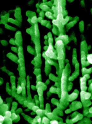 A scanning electron microscopic image of a tree-like micro-dendrite with piezoelectochemical property for scavenging mechanical energy wastes from environment