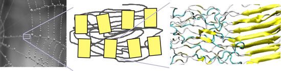 Hierarchical structure of spider silk, showing structural features from the molecular to the overall structural scales