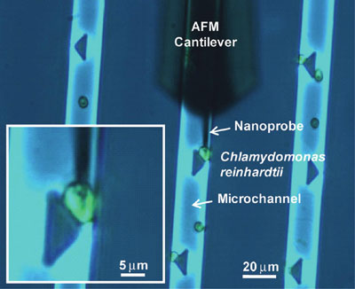 Penetration of a cell by the AFM-navigated nanoelectrode
