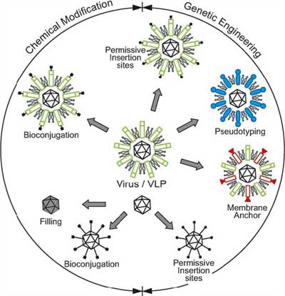 Chemical- and molecular-biology approaches to engineer viral surfaces