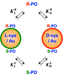 the reversible equilibrium adsorption of R- and S-PO on Au nanoparticles modified with L- or D-cysteine