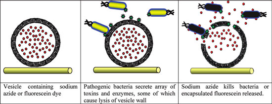 Schematic of responsive antimicrobial system, showing an immobilized Giant Unilamellar Vesicle with encapsulated antimicrobial