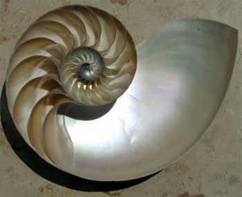 The iridescent nacre of a Nautilus shell cut in half