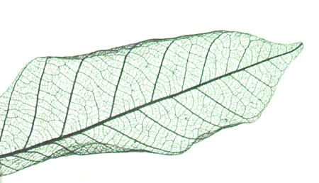 A magnetic leaf