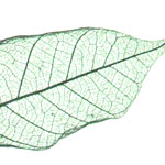 biotemplated_leaf