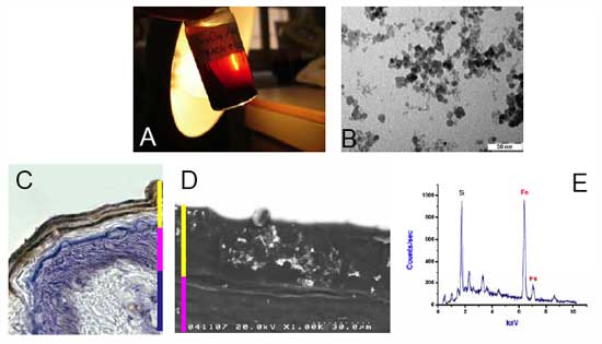 Nanoparticle characterization and recovery within human skin after few hours of contact