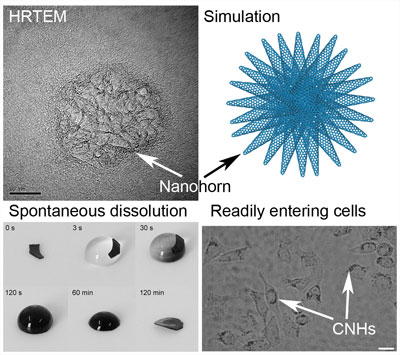 Carbon nanohorns for intracellular delivery