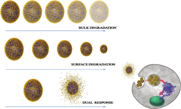 Different release profiles from nanoparticles result in different cellular response