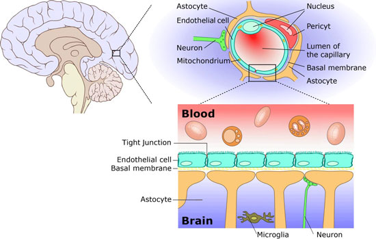The blood-brain barrier