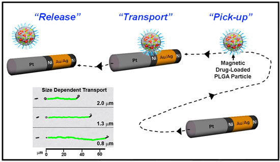 Translocation of model drug carriers by catalytic nanowire motors