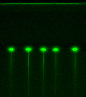 Flow of fluorescein molecules through an array of tunable elastomeric nanochannels