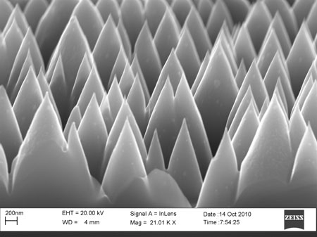 SEM image of the nanostructured non-reflective silicon surface