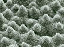 Electron microscope photograph of the surface of a lotus flower leaf