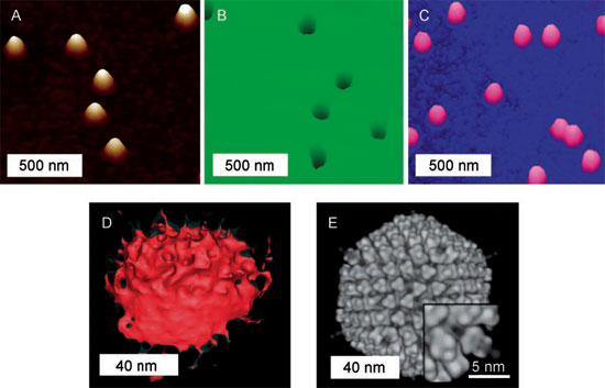 Molding and replication of adenovirus particles