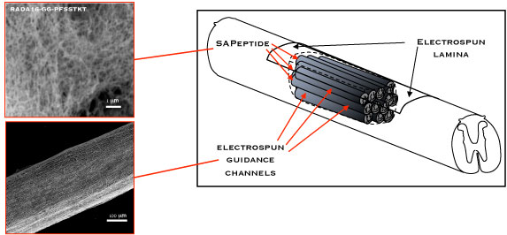 Schematic diagram of the production and transportation of photoelectron in a nanotube fiber solar cell