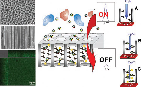 Protein sensing technology using an anodized aluminum oxide nanoporous membrane