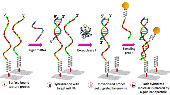 Schematic representation of the miRNA detection assay