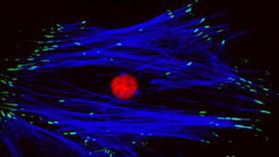 A stem cell makes adhesions to the new 