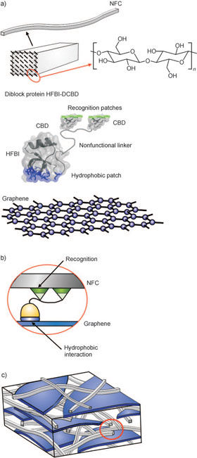 schematic presentation of the structure of graphene-protein nanocomposite