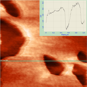 AFM image of a lipid monolayer with holes