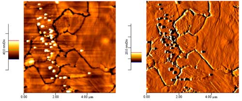AFM images of gold nanoparticles adsorbed onto DNA-displaying gold surfaces