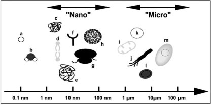 Typical size of nano- and microsized biological objects
