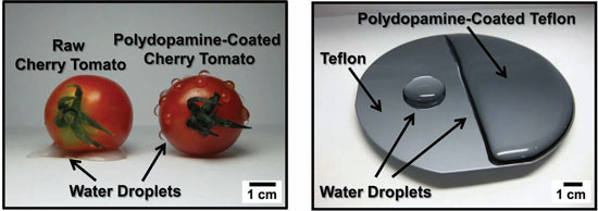 Mussel-inspired surface engineering of cherry tomato and Teflon film