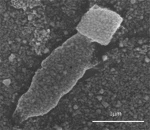 SEM image of a linear E.coli/zeolite L/E.coli assembly
