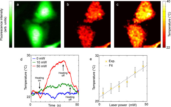 Temperature measurements in HeLa cells while delivering local heat via photothermal approach