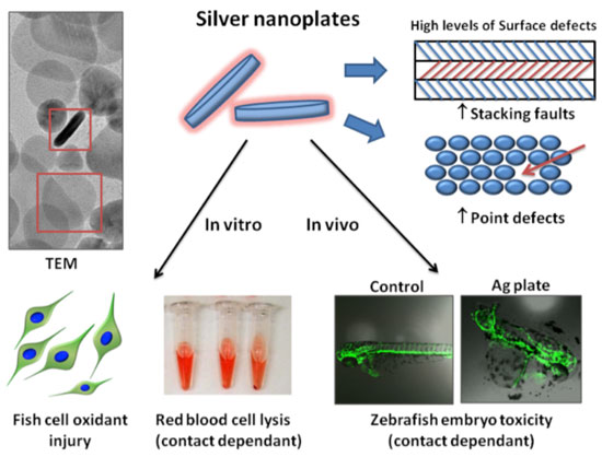 Point defects and stacking faults on the surface of silver nanoplates catalyze the production of reactive oxygen species that damage fish gill epithelial cells, red blood cells, and zebrafish embryos