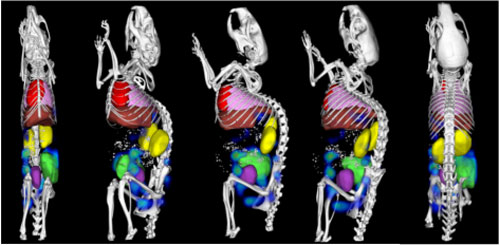 CT-based organ segmentation and hybrid CT-FMT imaging