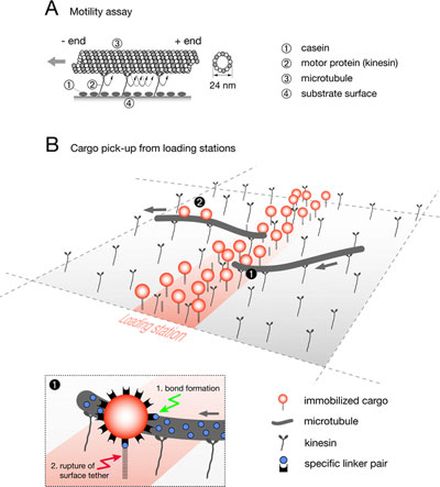 tomographic reconstruction of magnetotactic bacteria strain MV-1