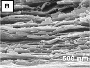 Scanning electron microscopy characterization of a 300-bilayer, free-standing PVA-MTM nanocomposite